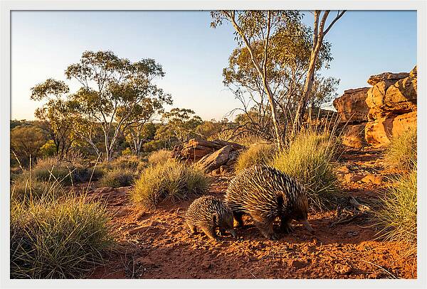 Echidna Puggle Encounter