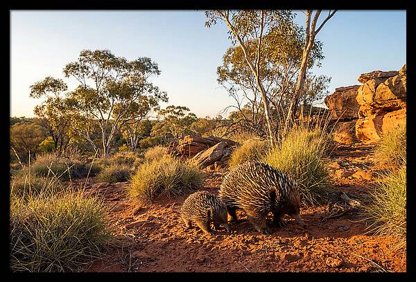 Echidna Puggle Encounter