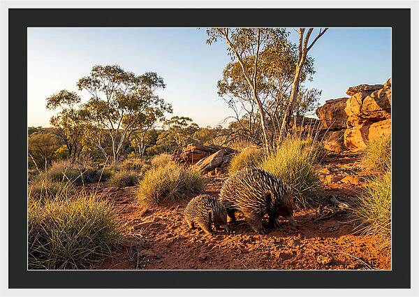 Echidna Puggle Encounter