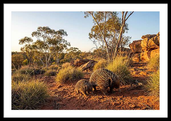Echidna Puggle Encounter