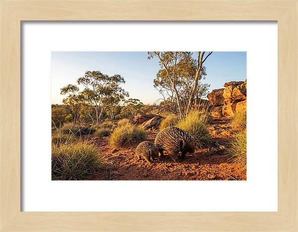 Echidna Puggle Encounter