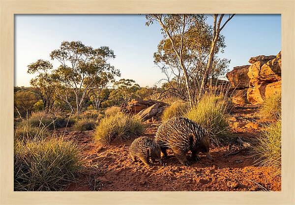 Echidna Puggle Encounter
