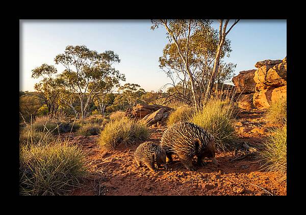 Echidna Puggle Encounter