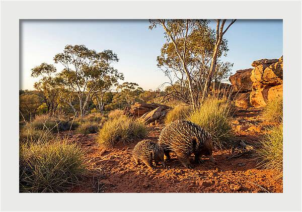 Echidna Puggle Encounter