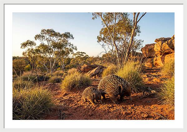 Echidna Puggle Encounter