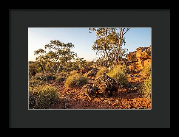 Echidna Puggle Encounter