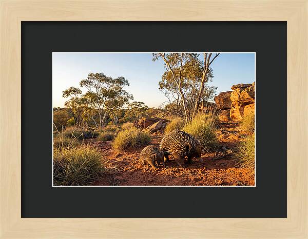 Echidna Puggle Encounter