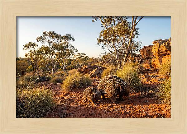 Echidna Puggle Encounter