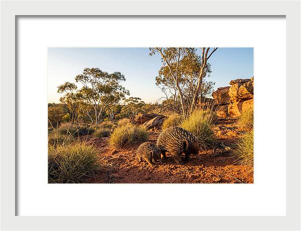 Echidna Puggle Encounter