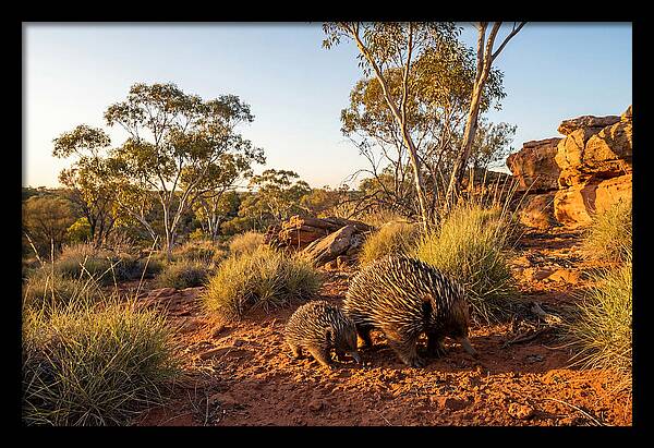 Echidna Puggle Encounter
