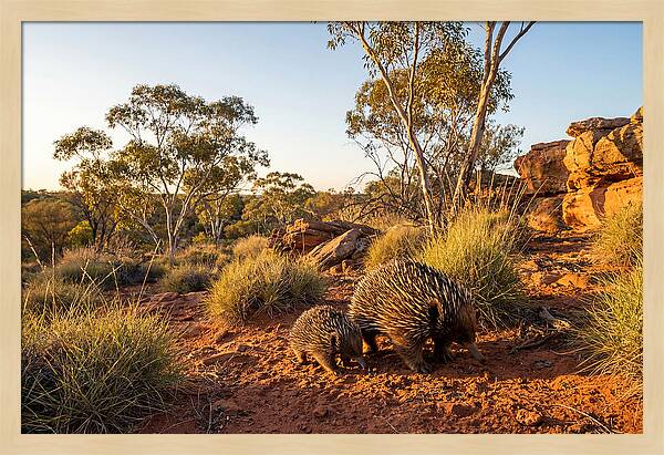 Echidna Puggle Encounter