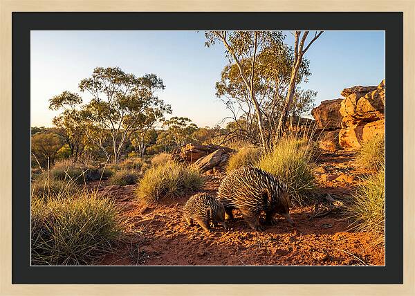 Echidna Puggle Encounter