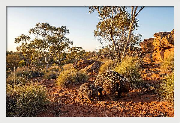 Echidna Puggle Encounter