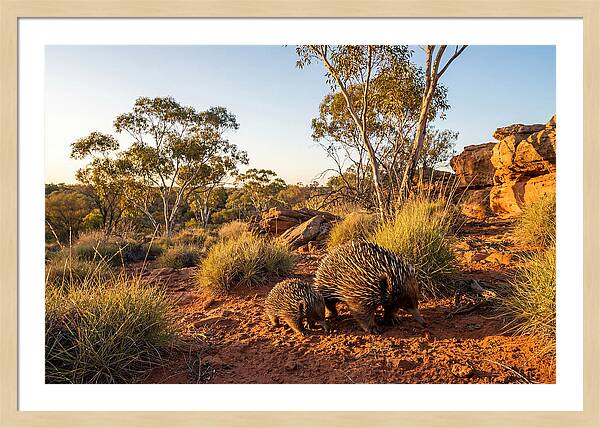 Echidna Puggle Encounter
