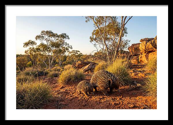 Echidna Puggle Encounter