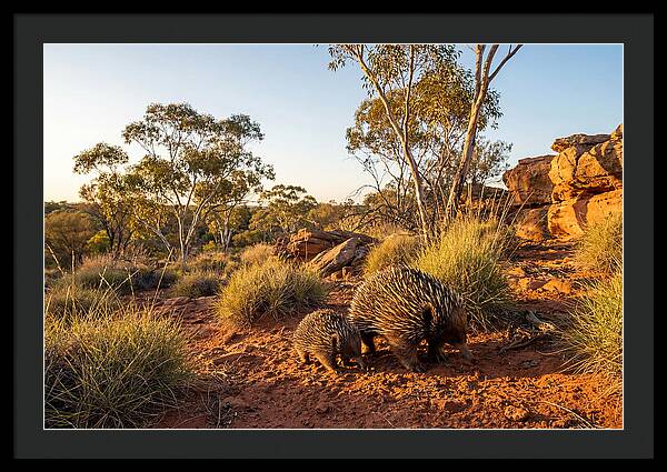 Echidna Puggle Encounter