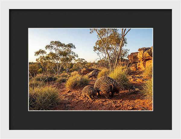 Echidna Puggle Encounter