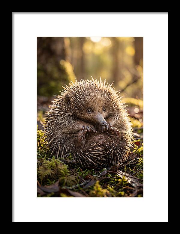 Echidna Puggle In Nature