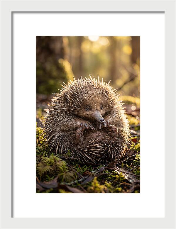 Echidna Puggle In Nature