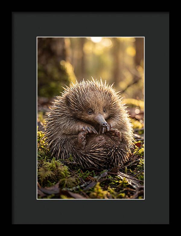 Echidna Puggle In Nature