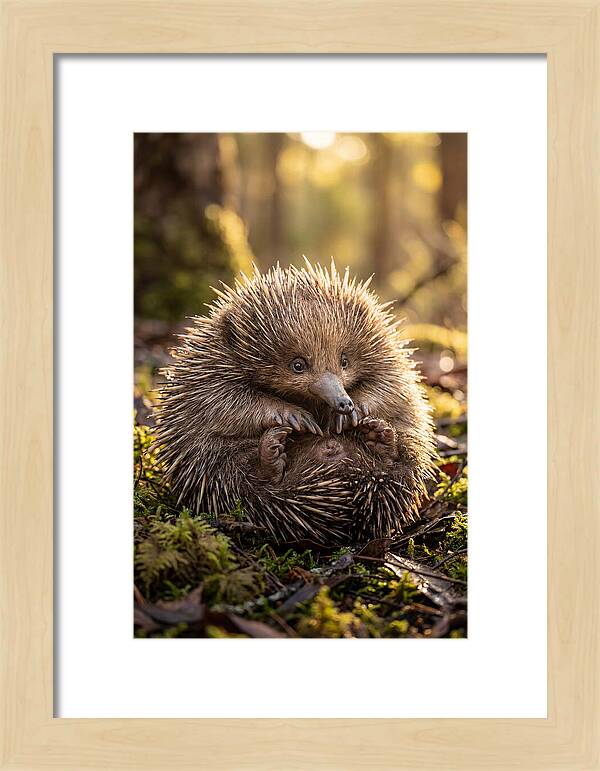 Echidna Puggle In Nature