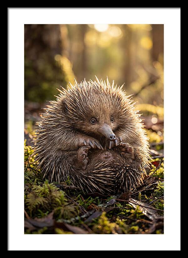 Echidna Puggle In Nature