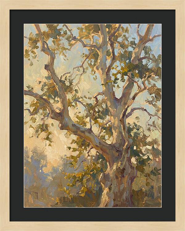 Echoes Beneath The Sycamore