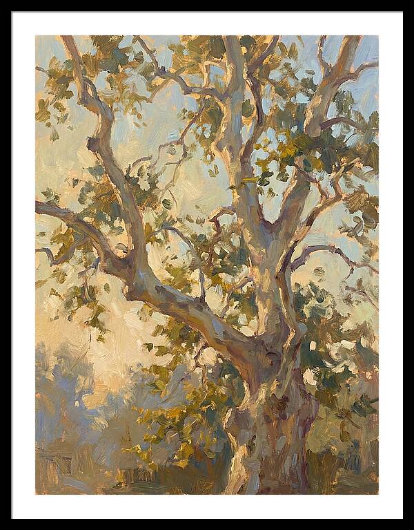 Echoes Beneath The Sycamore