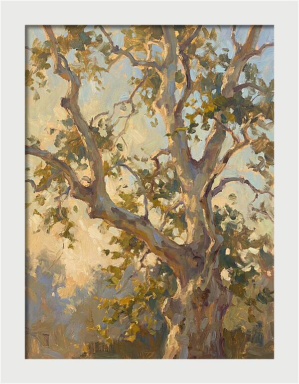 Echoes Beneath The Sycamore