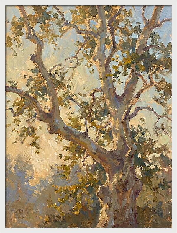Echoes Beneath The Sycamore