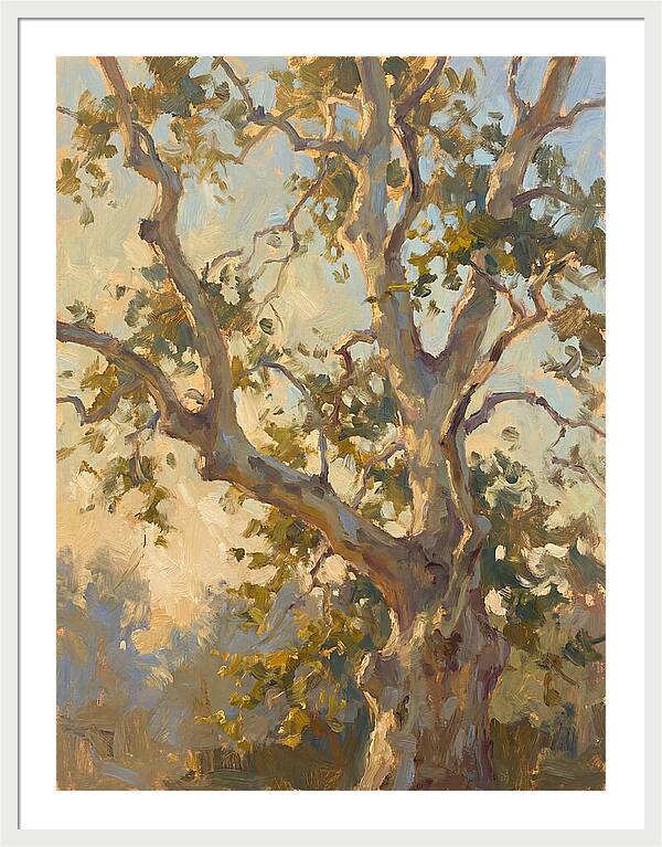 Echoes Beneath The Sycamore