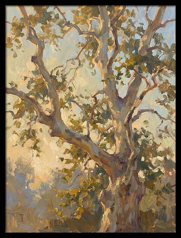 Echoes Beneath The Sycamore