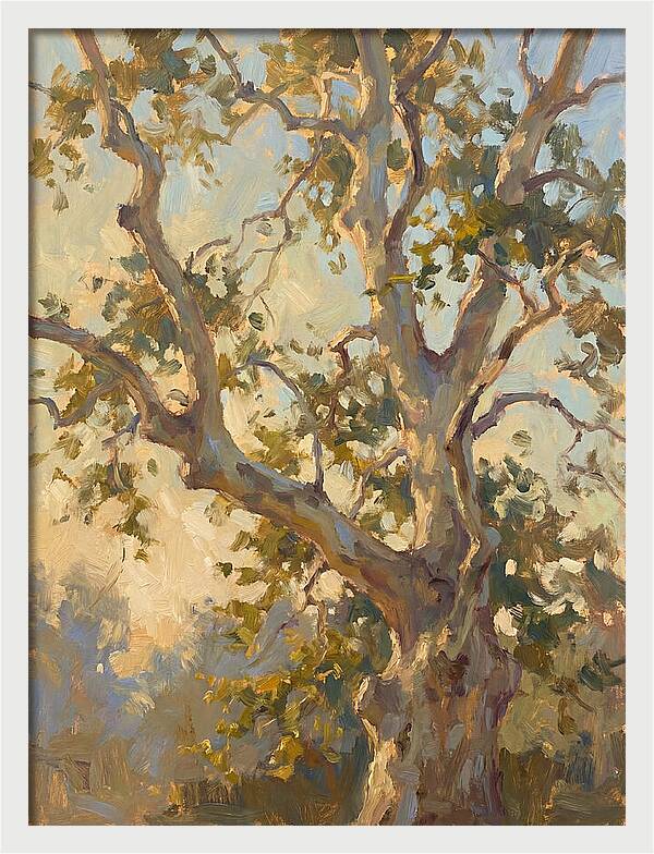 Echoes Beneath The Sycamore