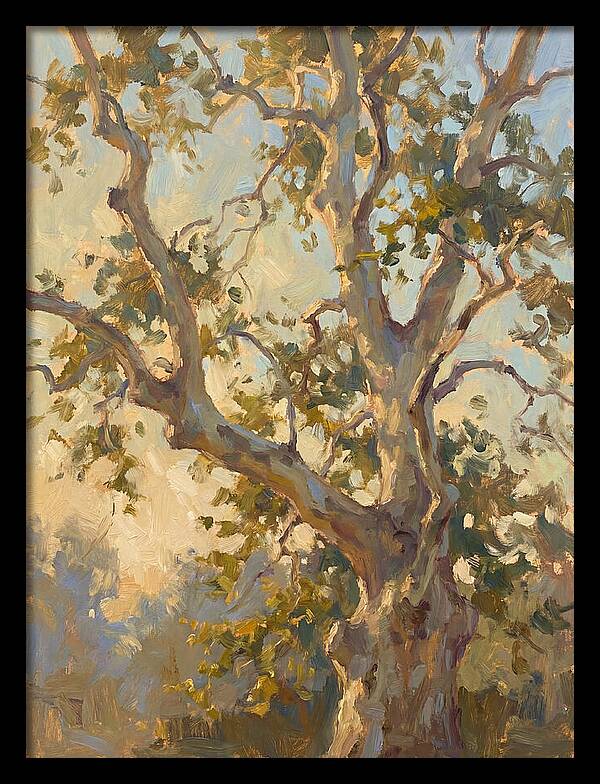 Echoes Beneath The Sycamore