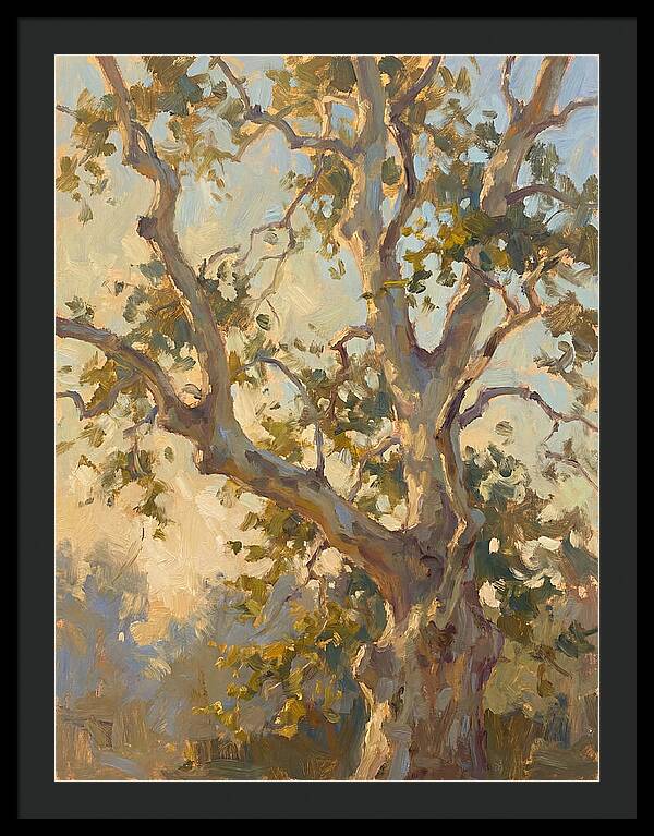 Echoes Beneath The Sycamore