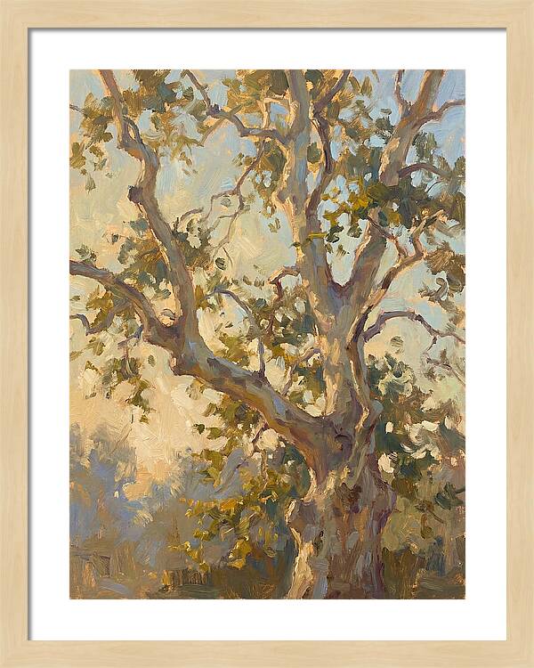 Echoes Beneath The Sycamore