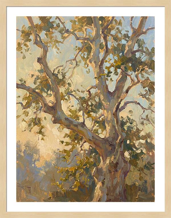 Echoes Beneath The Sycamore