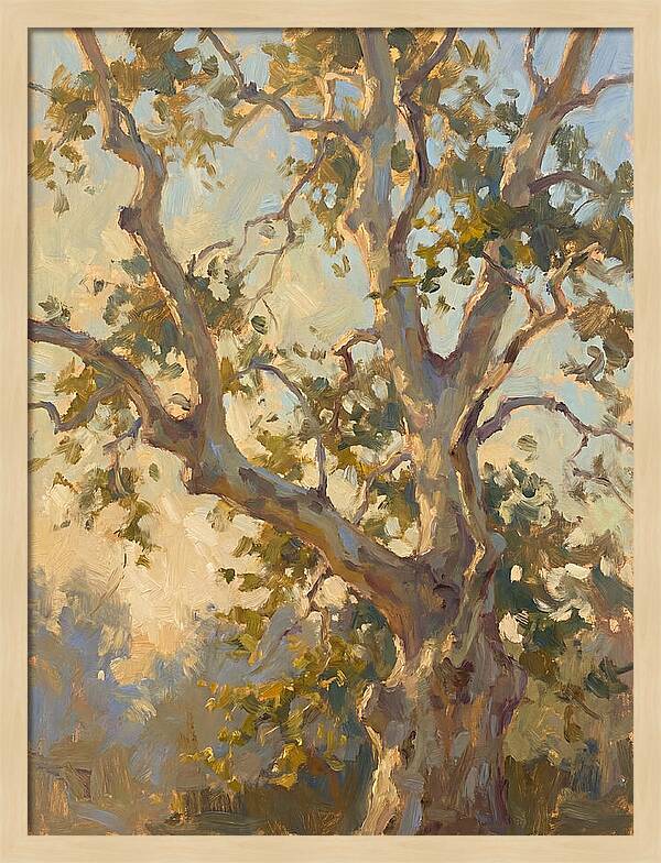 Echoes Beneath The Sycamore