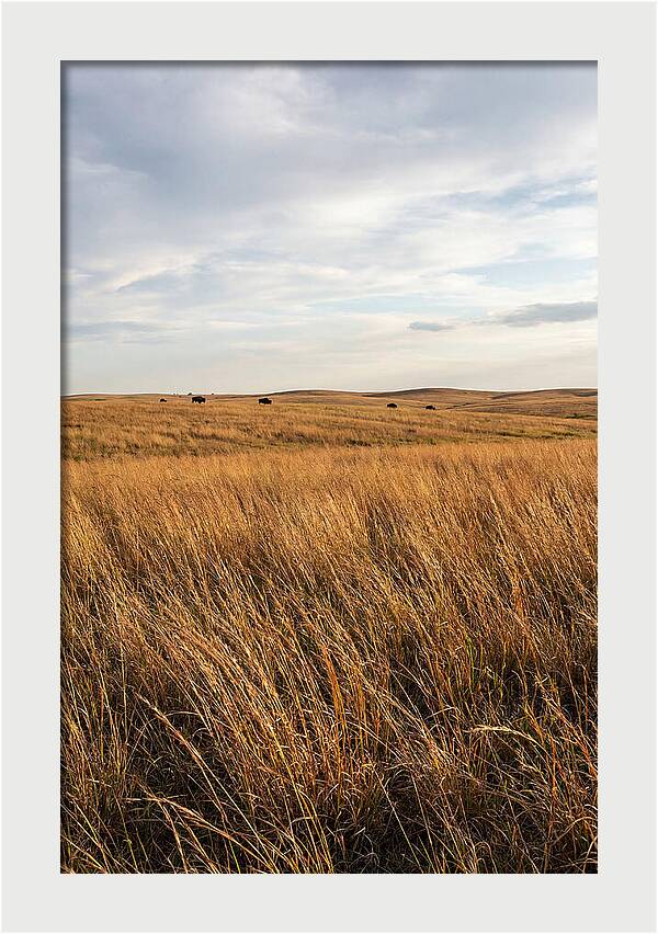 Echoes Of The Prairie Breeze