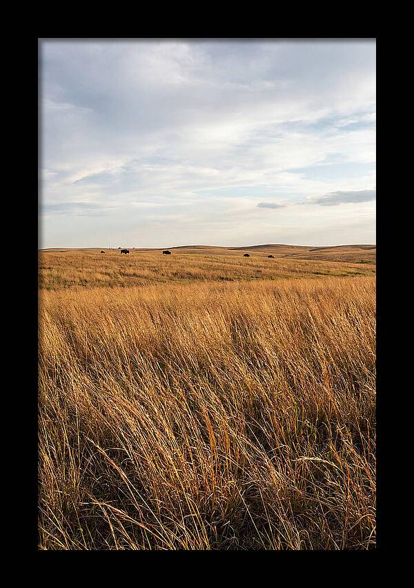 Echoes Of The Prairie Breeze