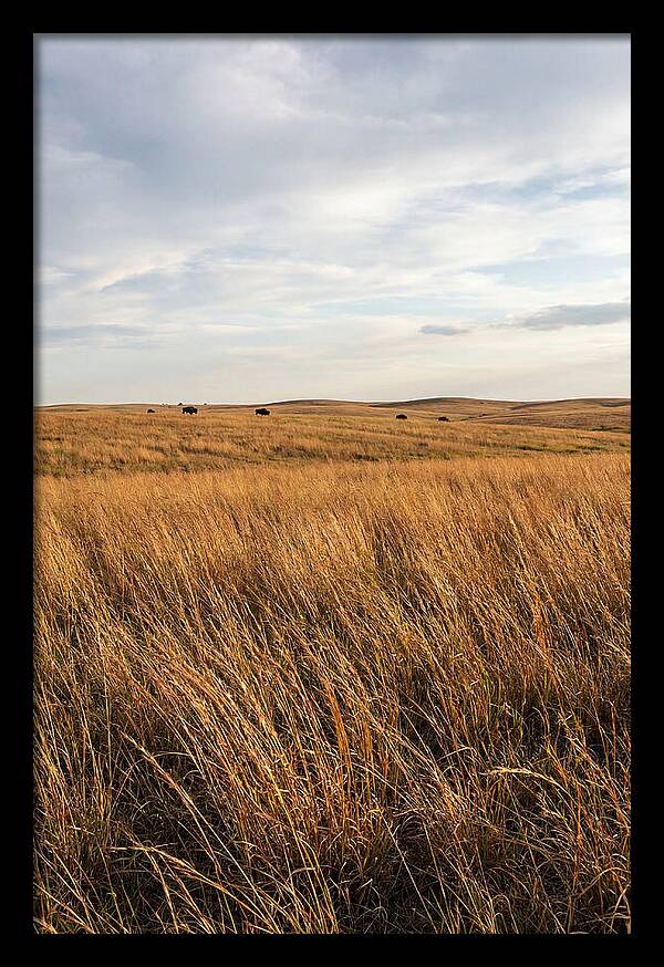 Echoes Of The Prairie Breeze