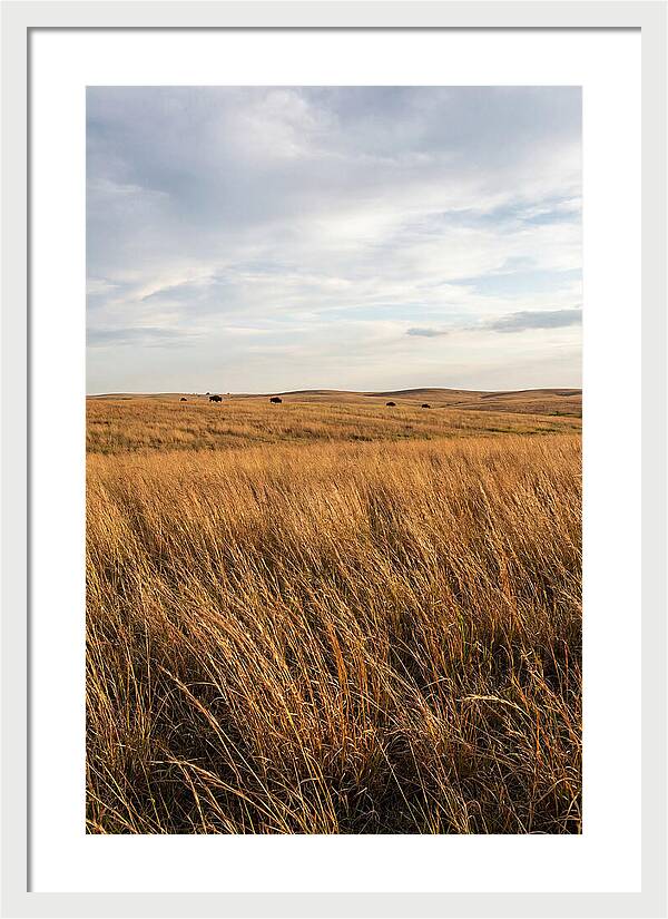 Echoes Of The Prairie Breeze