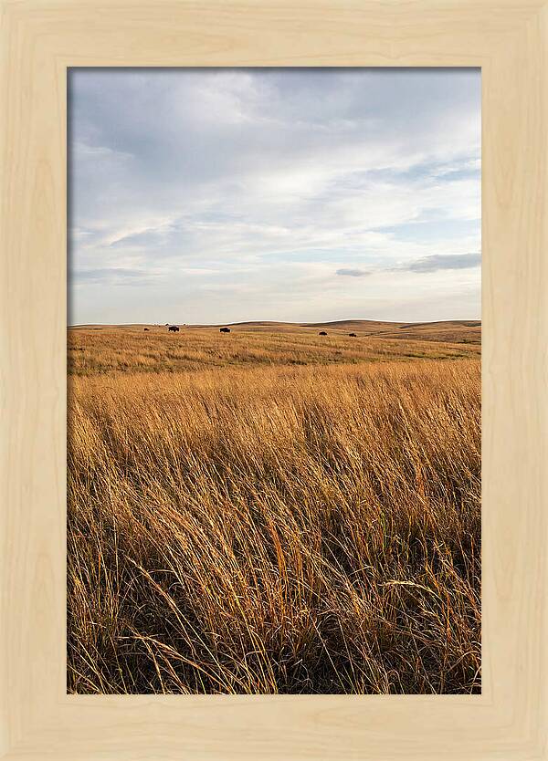 Echoes Of The Prairie Breeze