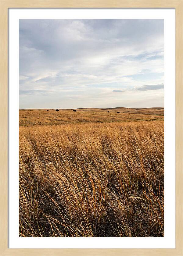 Echoes Of The Prairie Breeze