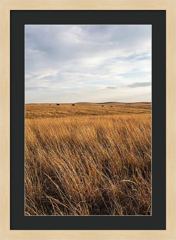 Echoes Of The Prairie Breeze