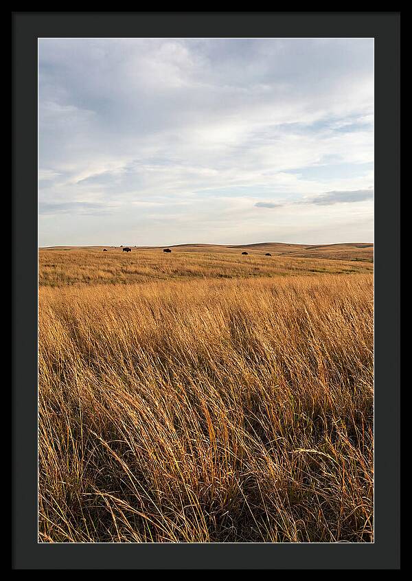 Echoes Of The Prairie Breeze