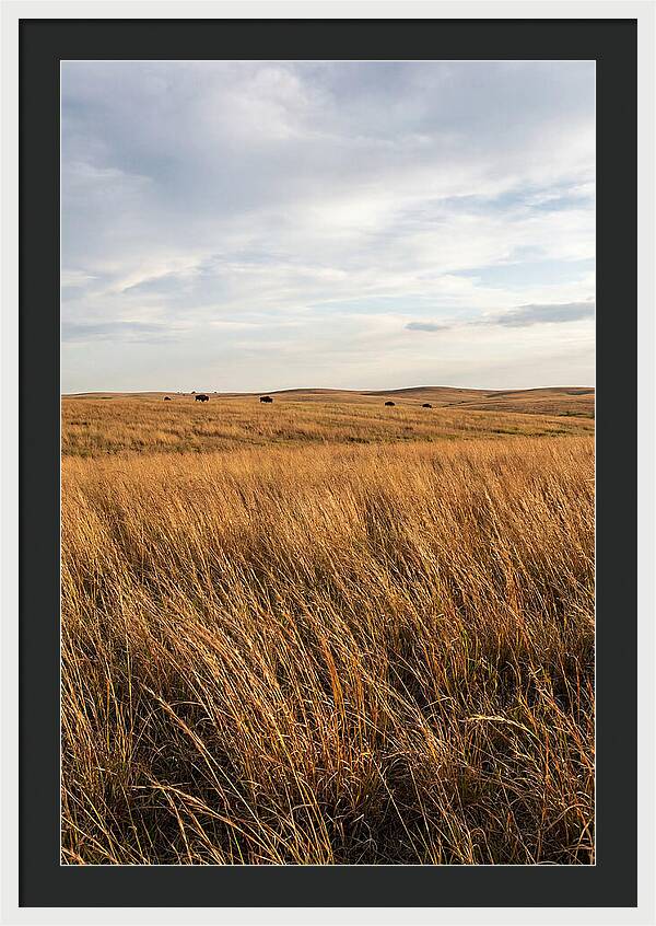 Echoes Of The Prairie Breeze