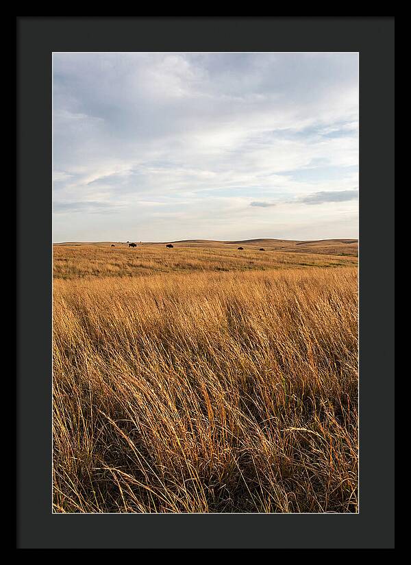 Echoes Of The Prairie Breeze