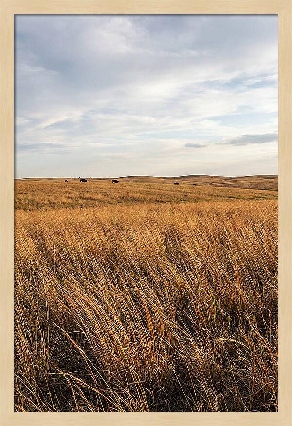 Echoes Of The Prairie Breeze