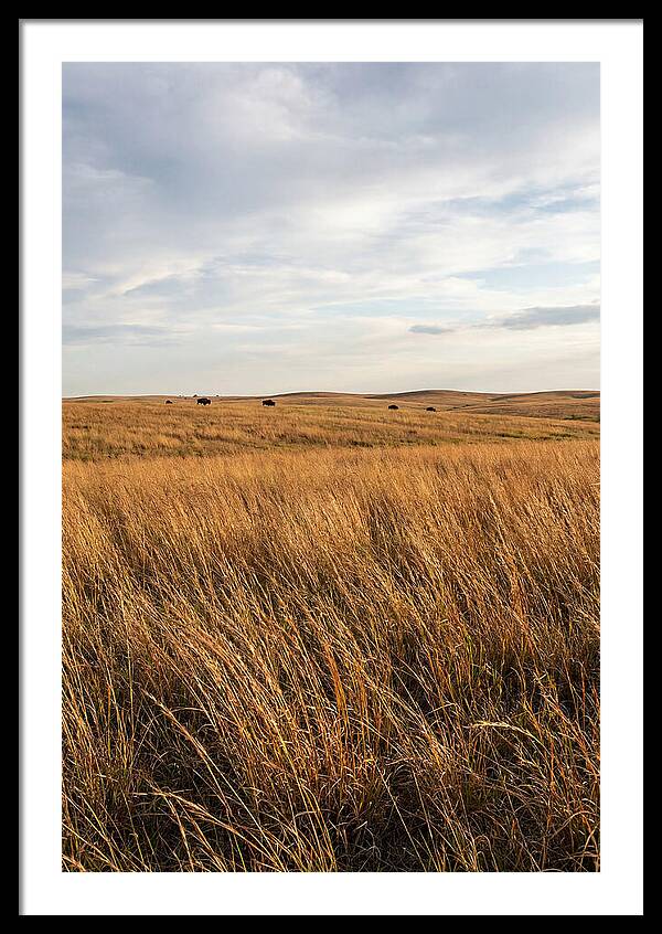Echoes Of The Prairie Breeze